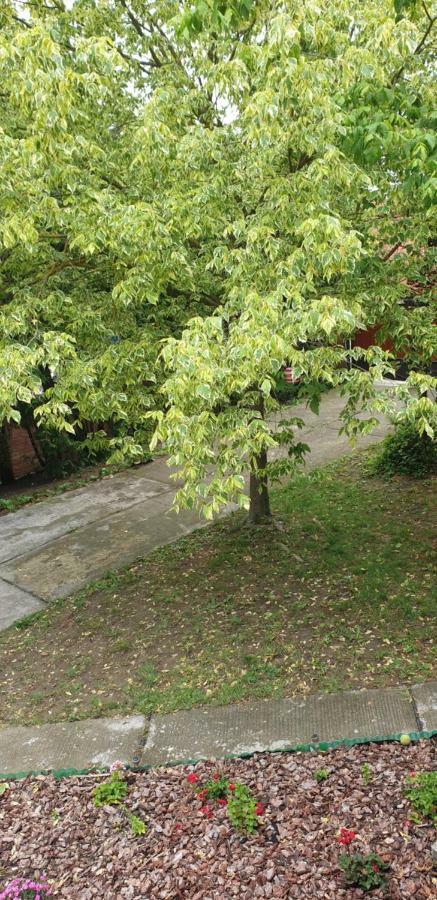 Mila Home Balaton Balatonfuzfo Luaran gambar
